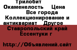 Трилобит Asaphus. Окаменелость. › Цена ­ 300 - Все города Коллекционирование и антиквариат » Другое   . Ставропольский край,Ессентуки г.